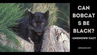 Can Bobcats Be Black? Is there such thing as a black bobcat? Myth or Reality?