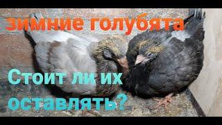 Зимние голубята. Стоит ли их оставлять? Николаеские голуби. Winter pigeons. Nikolaev pigeons.