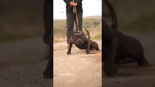 black Pitbull are back in the world #attitude_whatsapp_status