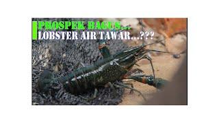 LOBSTER AIR TAWAR CUNCUN SETIAWAN