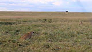 Hyenas run straight into a pride of lions without knowing they are there