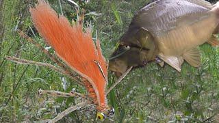 Carp crayfish