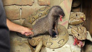 एक साथ दो जहरीले रसल वाइपर की लड़ाई नेवले से हुई फिर क्या हुआ।  Mongoose Vs Russell Viper Rescue