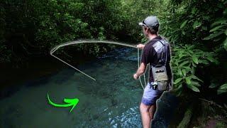 Fly Fishing The BEST TROUT STREAM In North Carolina Insane Jorney