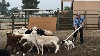 Phase One of Round Pen Training  Introducing a Puppy to Livestock