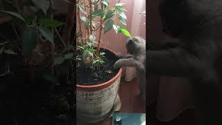 Садовод любитель и такой хулиган #котики #котенок #щидакаша