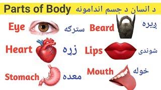 Parts of body in englishد انسان د بدن اندامونه په انګلیش کی زده کړئ