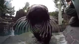 Sea otters take a swim in the seal pool