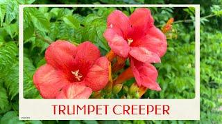 calm journey into the realm of beautiful trumpet vine trumpet creeper campsis radicans tour
