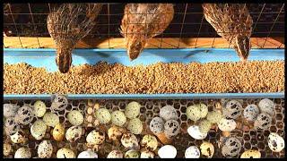 Millions Of Quail Egg Harvesting  Modern Quail Farming  Quail Meat Processing