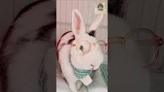 The bunny is wearing glasses - Kelinci pakai kacamata #funnyshorts #kelincilucu #bunny