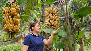 Harvest Bananas & Preserve Dried Bananas - Make Bamboo Nests For Birds - Live with nature