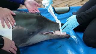 Rescued Rough-Toothed Dolphin Update
