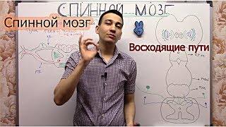 Спинной мозг - восходящие тракты #MedReigns