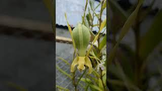 Biji Anggrek Kelinci  Orchid