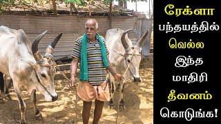 ரேக்ளா பந்தயத்தில் வெல்ல இந்த மாதிரி தீவனம் கொடுங்க  Rekla Race Cow Feed Management  Thalir