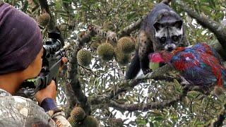 BERBURU MUSANG TUPAI LIAR PEMAKAN AYAM WARGA