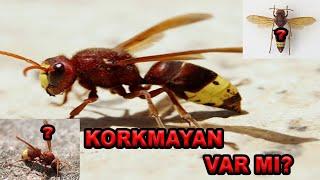 HERKESİN KORKULU RÜYASI DOĞU EŞEK ARISI Vespa orientalis Hym Vespidae