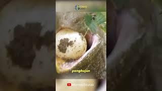 ternyata ada manfaat biawak bagi kehidupan manusia  #shortvideo #pengetahuan #edukasi #hewan