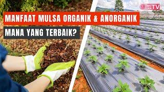 Keuntungan Menggunakan Mulsa di Kebun Anda Apa Saja Manfaatnya?