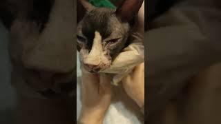 Инфекционные заболевания кошек