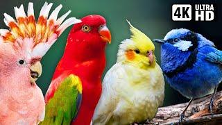 Most Beautiful Birds of Australia  Colourful Birds  Relaxing Nature Sounds  Australian Wildlife