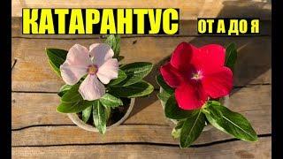 Катарантус - выращивание уход.