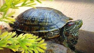What To Feed Your turtle. Feeding tips for aquatic red eared slider diet care guide.