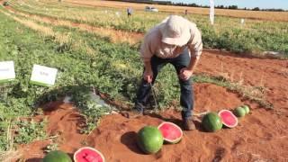 Watermelon Breeder Matt Kinkade talks us through latest varieties