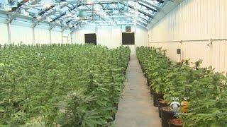 Inside Medical Marijuana Grow Facility