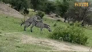 zebra mating breeding best mating of zebra  zebra meeting  animal meeting