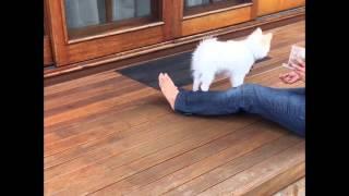 Mowgli - German Spitz - Tricks Training