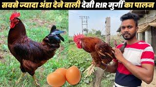 देसी RIR मुर्गी का पालन Desi poultry Farming  Rir Murgi  Poultry Farm  Desi Murgi Farm Business