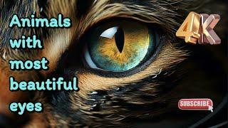 Animals with most beautiful eyes