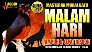 MASTERAN MURAI BATU MALAM HARI  CEPAT RESPON & AMPUH  masteran murai batu terbaik