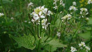 Løgkarse - Garlic Mustard