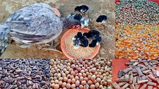 New Born Baby Chicks 1st Food  Chicks Starter Feed  Dr ARSHAD