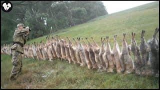 How Do Australian And Hunters Farmers And Hunter Deal With Million Of Red Fox And Wild Boars