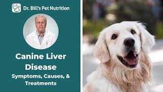 Canine Liver Disease  Symptoms Causes & Treatments  Dr. Bills Pet Nutrition