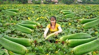 Harvesting Sweet Melon Goes To Countryside Market Sell - Vegetable Gardening  Free Bushcraft