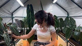 My entire Anthurium collection  Anthurium green house tour pt.1