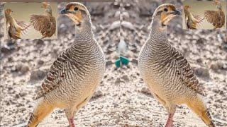 30 min Grey Francolin pair Voice . Partridge sounds . Female teetar ki Awaz   . calling #teetar#