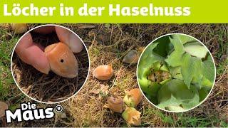 Wie kommt das Loch in die Haselnuss?  DieMaus  WDR