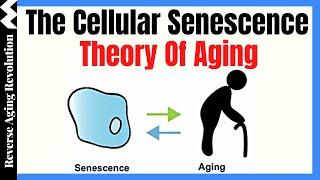 The Cellular Senescence Theory Of Aging   Dr Darren Baker Presentation Clips