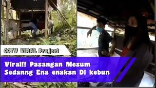 TERCIDUK Pasangan Mesum Sedang Ena enakan Di kebun  Viral