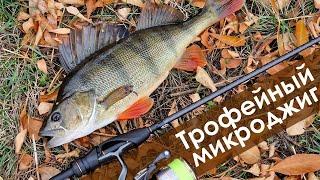 Нашел место с кучей рыбы Рекордный окунь щука на микроджиг осенью Shimano 21 Soare XR S76UL-T