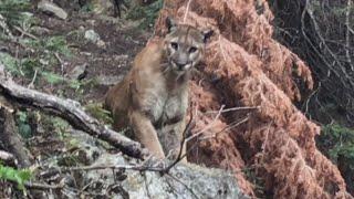 What to Do if Youre Ever Followed By a Mountain Lion