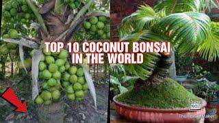 TOP 10 COCONUT BONSAITHE BEST COCONUT BONSAI EVER