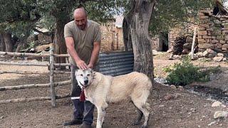 SOKAKTA BULDUĞUM ANTİKA KANGALI KÖYDE GÖRENLER HAYRAN KALDI GERÇEKTEN ÇOK BÜYÜK