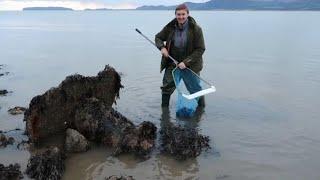 North Wales Beach Forage - Lobster CATCH and COOK